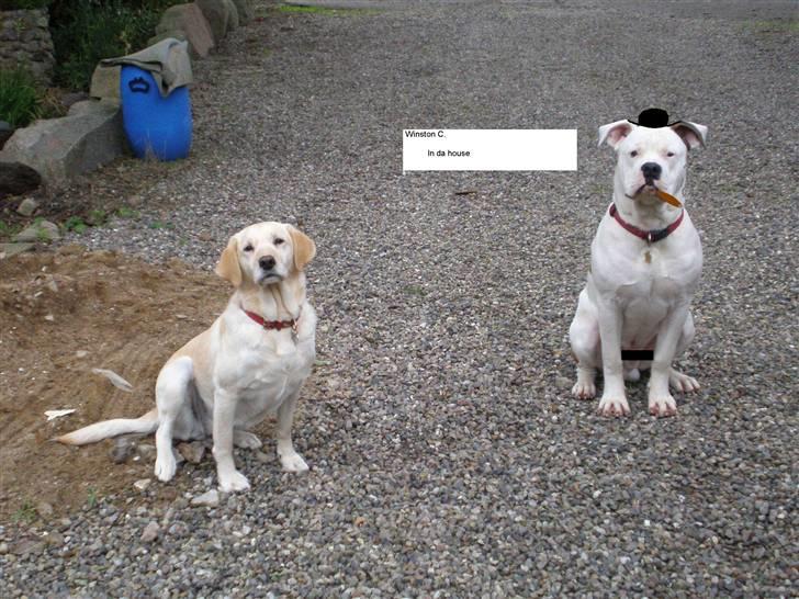 Amerikansk bulldog Winston C. billede 18