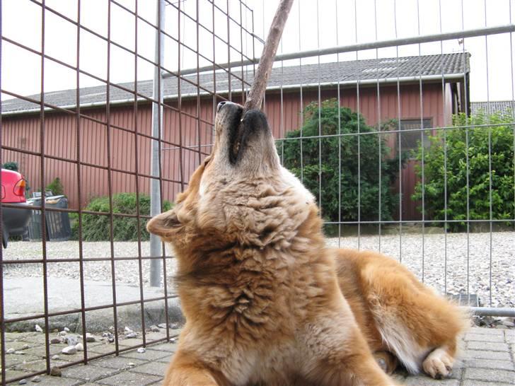 Eurasier alpha billede 16