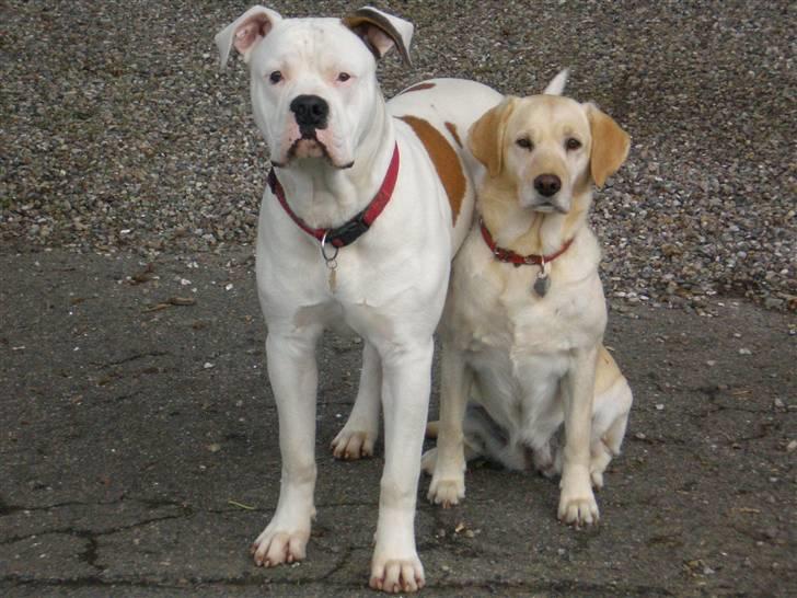 Amerikansk bulldog Winston C. billede 19