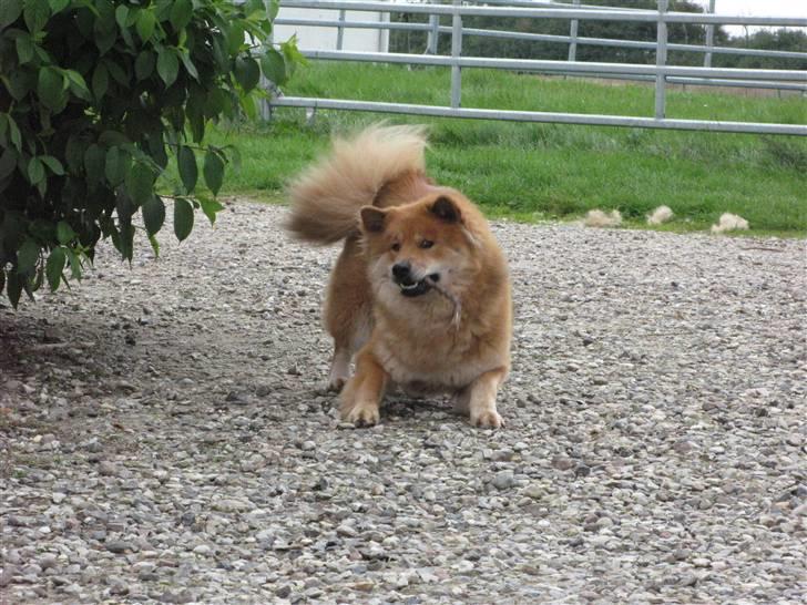 Eurasier alpha billede 17