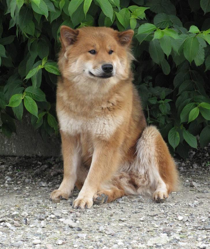 Eurasier alpha billede 18