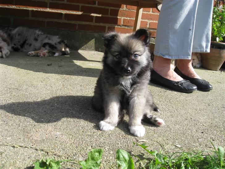 Islandsk fårehund SIGLA (R.I.P - 2022) - Hej velkommen til min profil, her er jeg 7 uger gammel billede 1