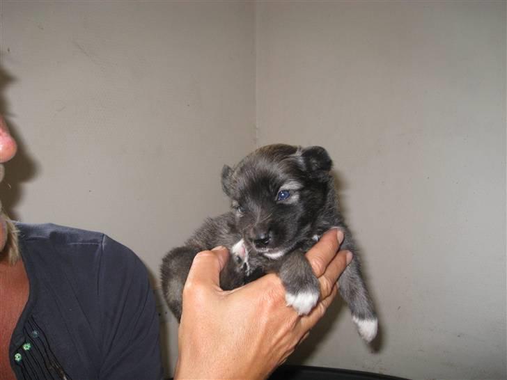 Islandsk fårehund SIGLA (R.I.P - 2022) - Første gang min mor og far så mig  - 3 uger gammel billede 2