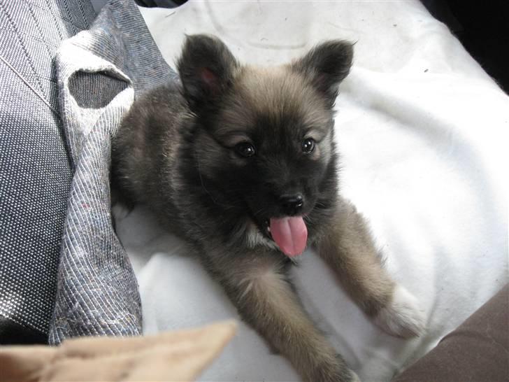 Islandsk fårehund SIGLA (R.I.P - 2022) - Endelig på vej hjem billede 3