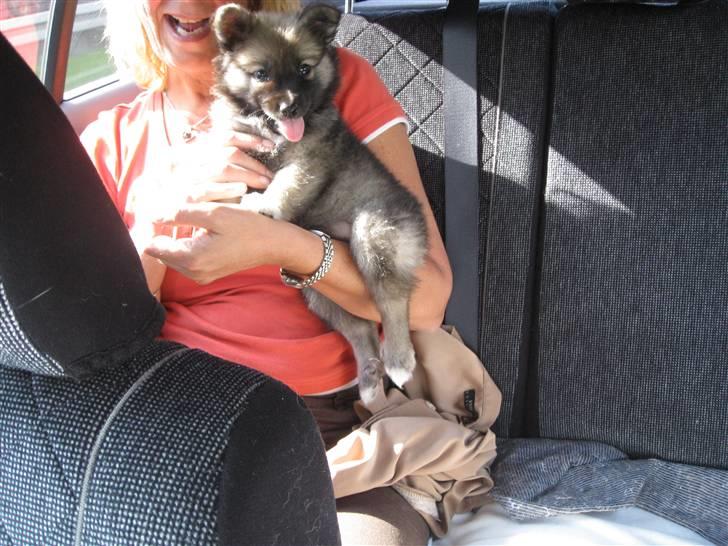 Islandsk fårehund SIGLA (R.I.P - 2022) - Jeg vil jo gerne følge lidt med undervejs billede 4