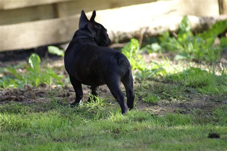 Fransk bulldog Penelope (Lope) billede 8