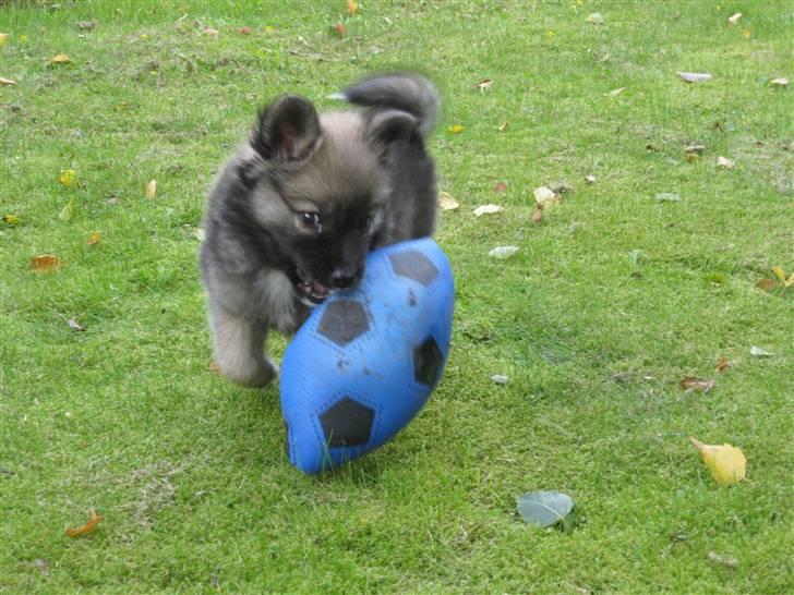 Islandsk fårehund SIGLA (R.I.P - 2022) - Der var lige en bold jeg kunne lege med billede 5