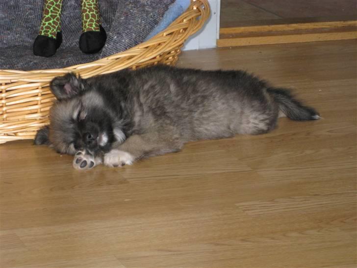 Islandsk fårehund SIGLA (R.I.P - 2022) - Men nu er jeg også træt efter 2 timers kørsel  helt ovre fra Jylland - plus en masse nye indtryk billede 6