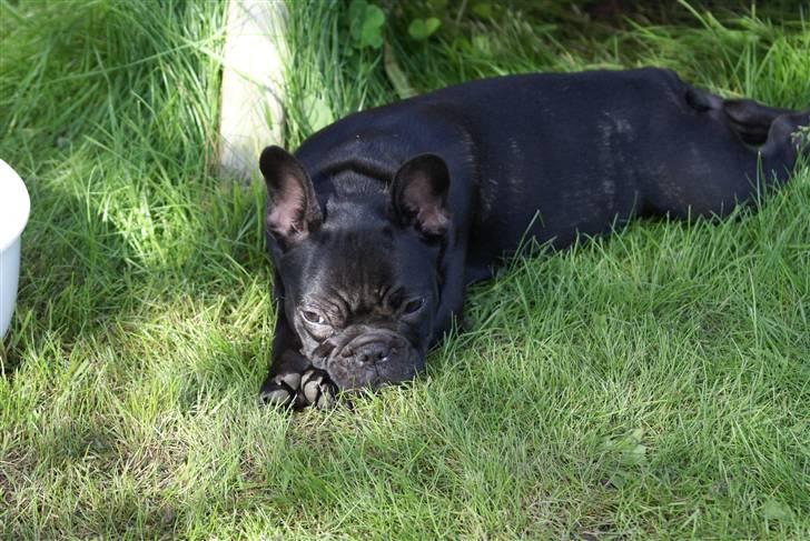 Fransk bulldog Penelope (Lope) billede 10