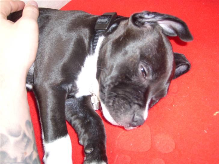 Staffordshire bull terrier Xena billede 8