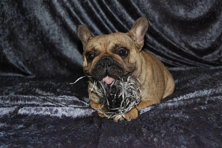 Fransk bulldog Effie - Ja det er så mig der er Effie :-) billede 1