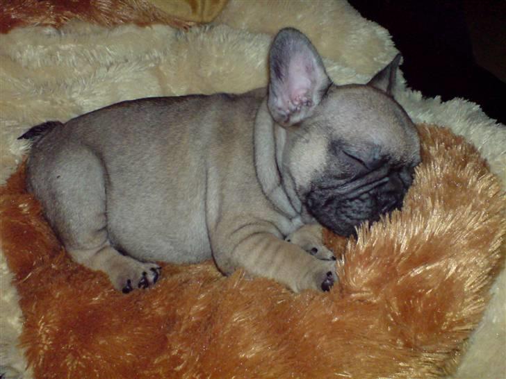 Fransk bulldog Effie - Den allergoeste seng.. Mors plyshund. billede 2