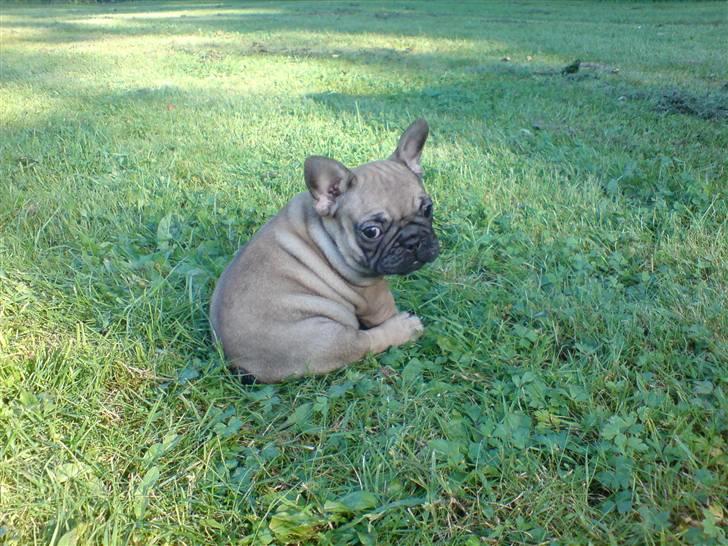 Fransk bulldog Effie - Første gang på græs, en lille smule overvældende.. billede 3