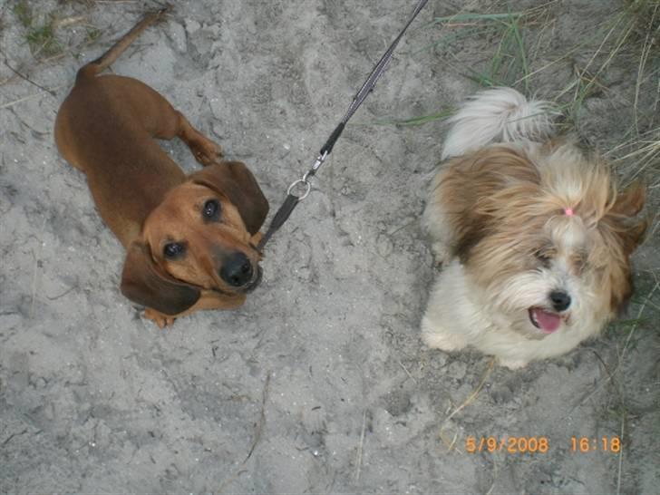 Gravhund Tips Mouton Cadet - RIP - Monty og Pennie på stranden (: billede 11