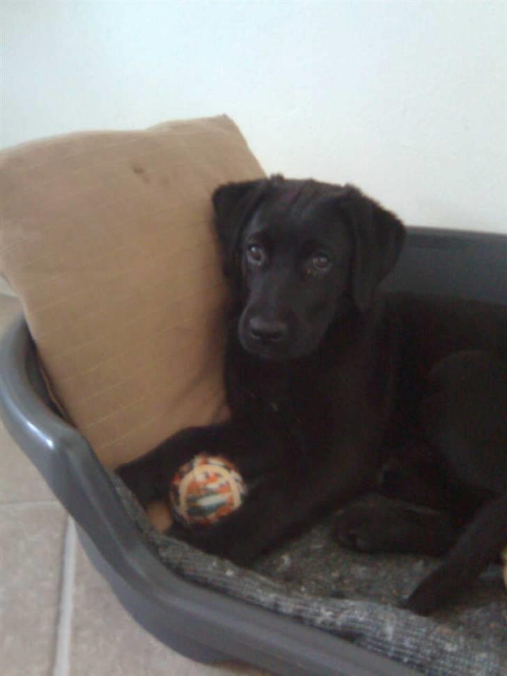 Blanding af racer Cita - Jeg nyder lige min bold i kurven:) 2008 billede 17