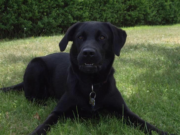 Blanding af racer Cita - Cita´s Fødzdag 2009 billede 18