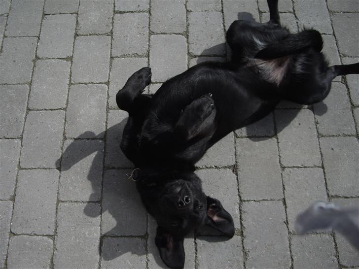 Blanding af racer Cita - Cita´s Fødzdag 2009 billede 19