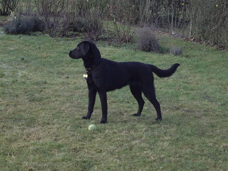 Blanding af racer Cita - Hun er bare blevet stor! 2009 billede 20