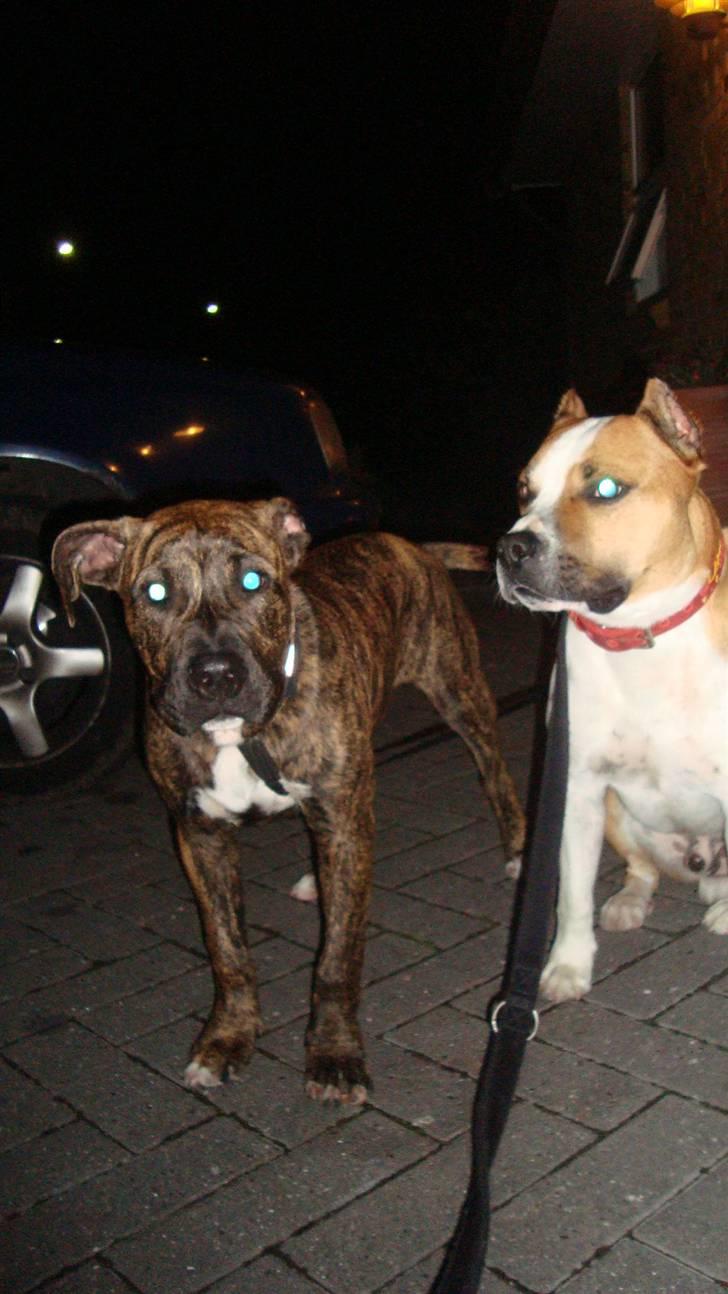 Amerikansk staffordshire terrier Dollar - Dollar og fætter Tyson billede 12