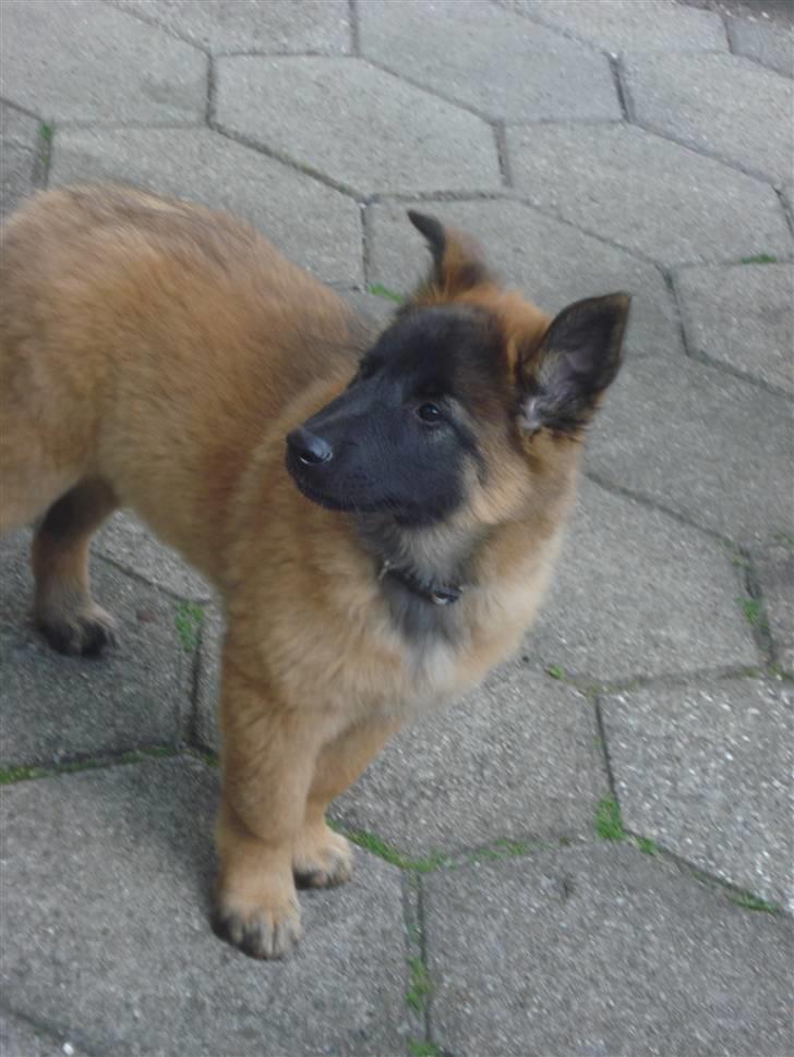 Belgisk hyrdehund Chitto'snmukkeste tæve. billede 10