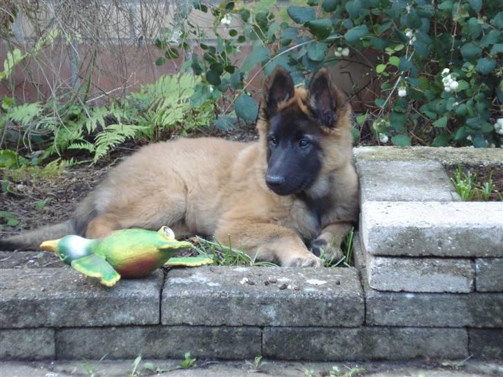 Belgisk hyrdehund Chitto'snmukkeste tæve. billede 12