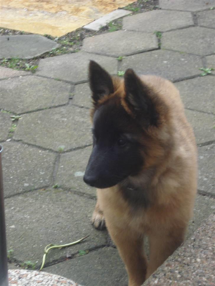 Belgisk hyrdehund Chitto'snmukkeste tæve. billede 13