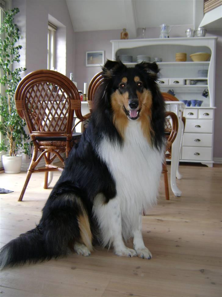 Collie langhåret Baloo billede 6