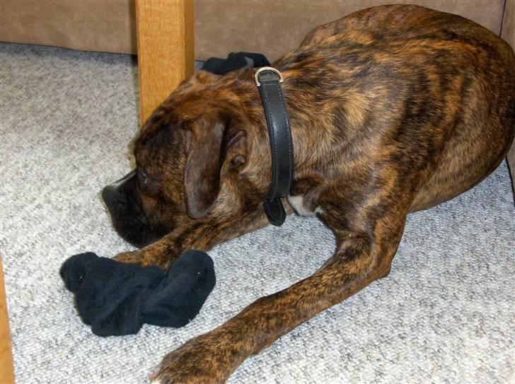 Blanding af racer Tiger - Tiger elsker sure sokker.. billede 5