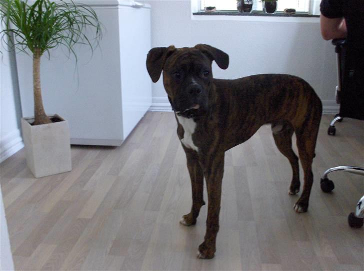 Blanding af racer Tiger billede 6