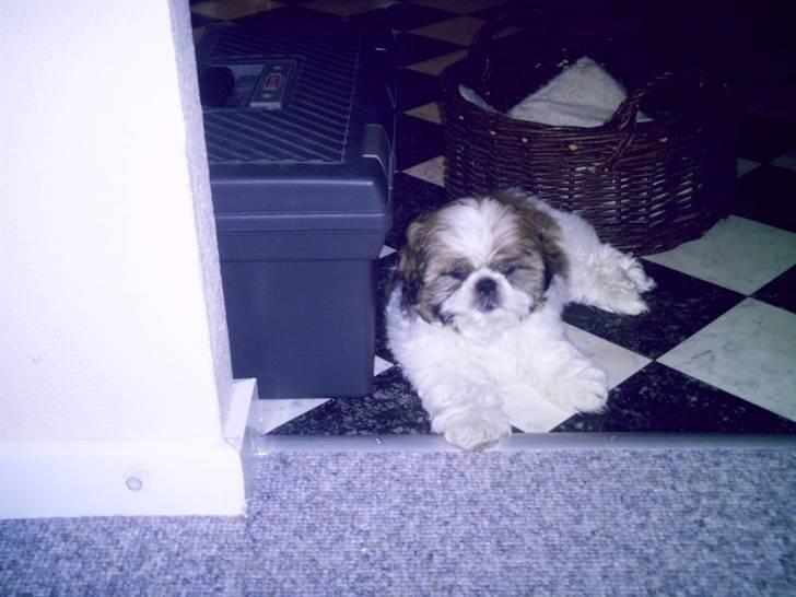 Shih tzu Gizmo - han ligger lige og holder øje med hvad jeg laver  billede 6
