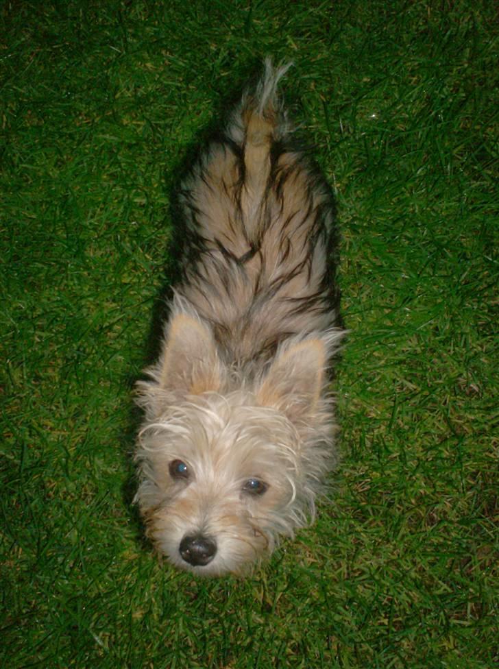 Blanding af racer Freddy - Freddy... 5.9.08 billede 11