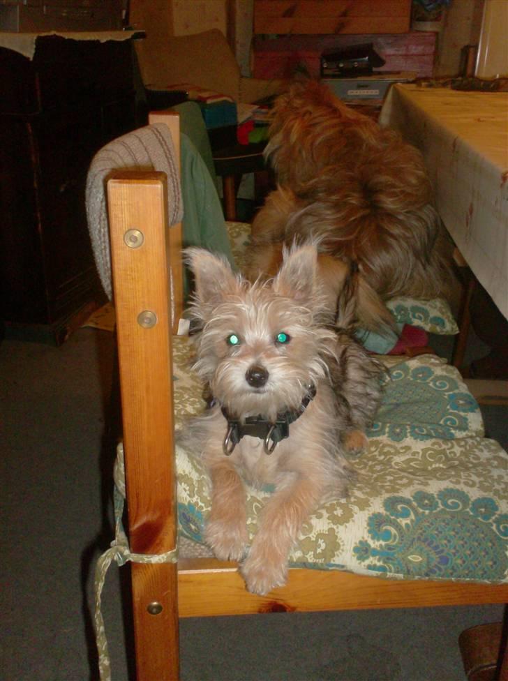 Blanding af racer Freddy - Freddy ligger og holder øje med hvad jeg laver... 5.9.08 billede 12