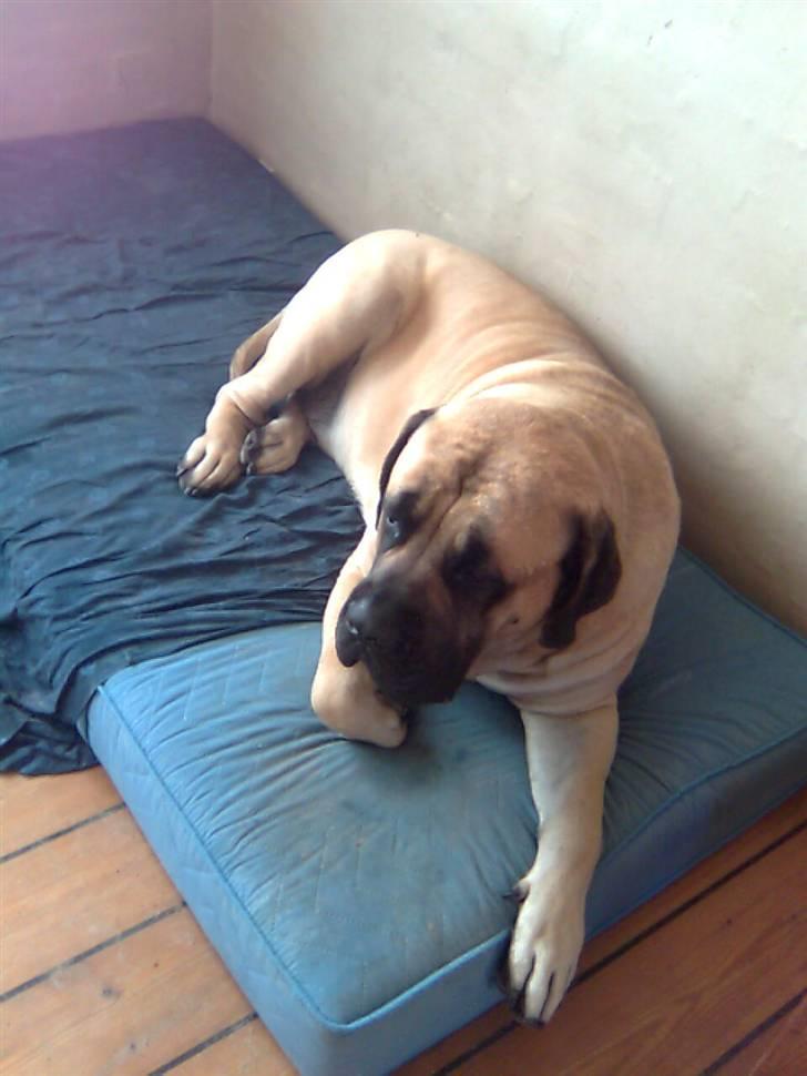 Mastiff Baloo<3 billede 8