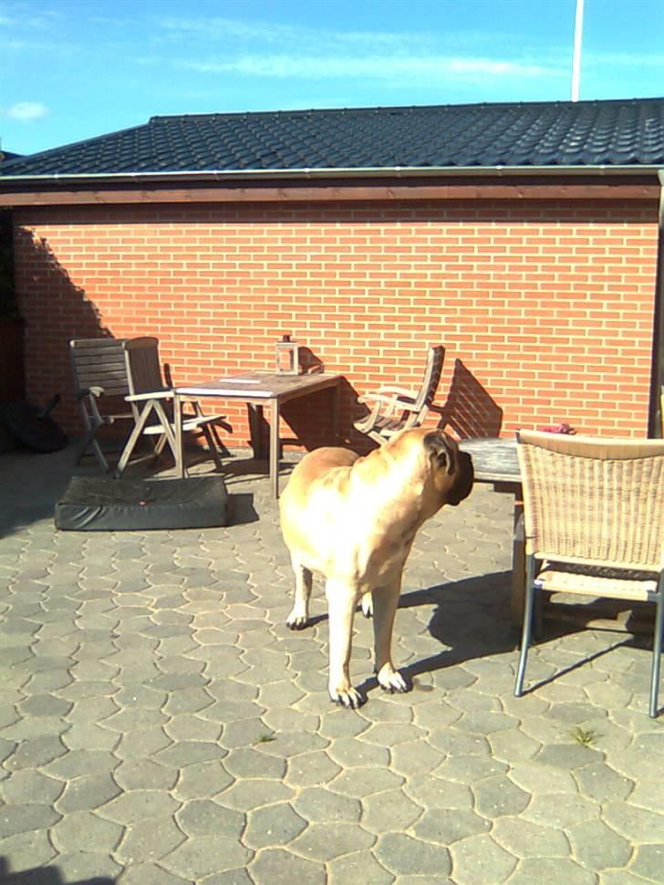 Mastiff Baloo<3 billede 9