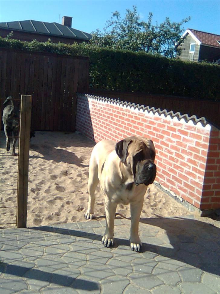 Mastiff Baloo<3 billede 10