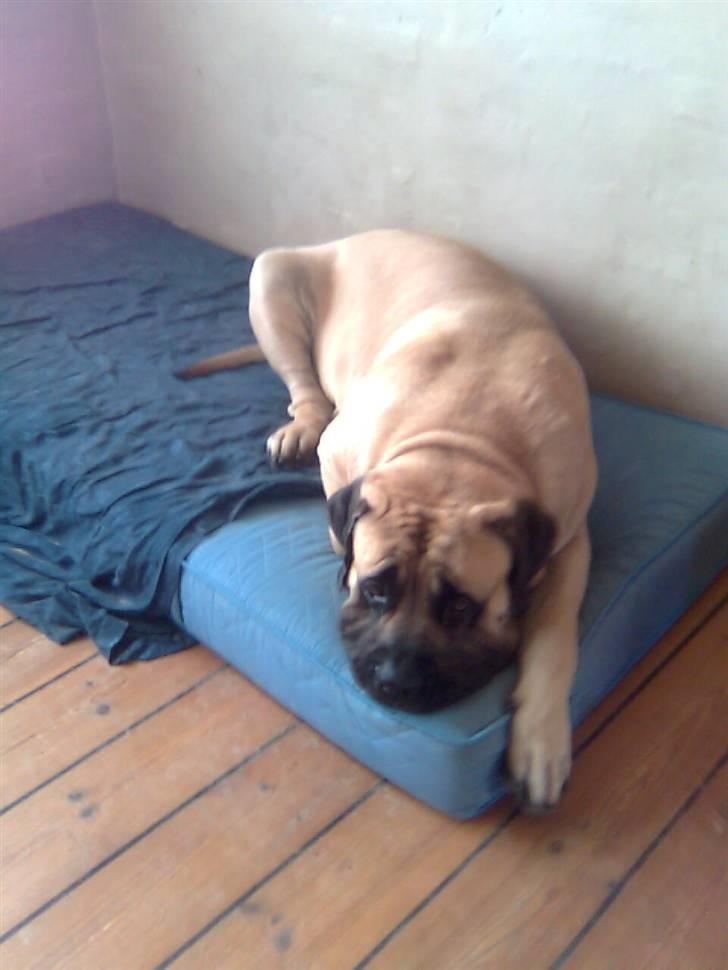 Mastiff Baloo<3 billede 11