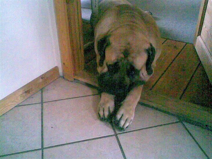 Mastiff Baloo<3 billede 12
