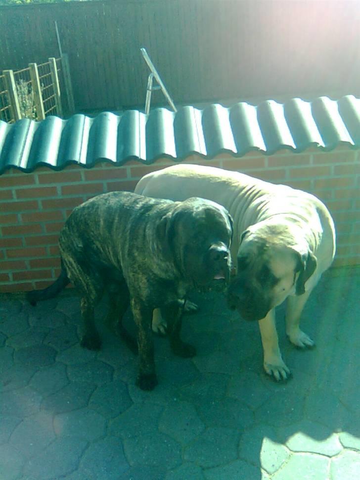 Mastiff Baloo<3 billede 13