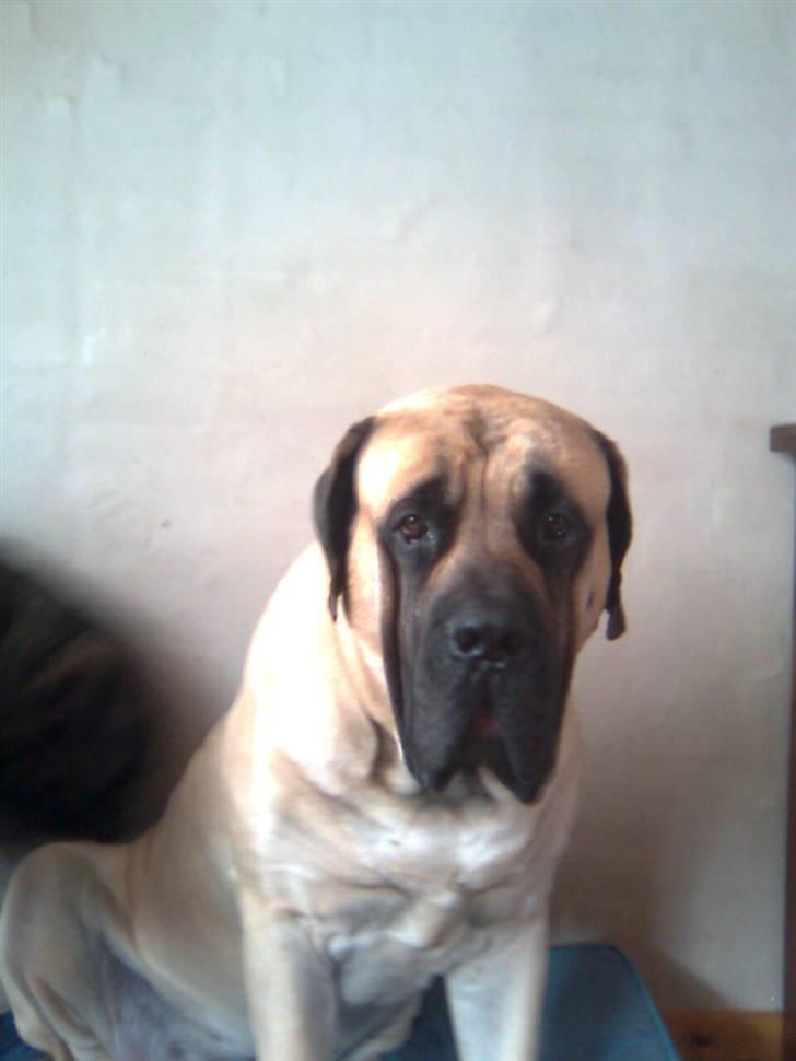 Mastiff Baloo<3 billede 14
