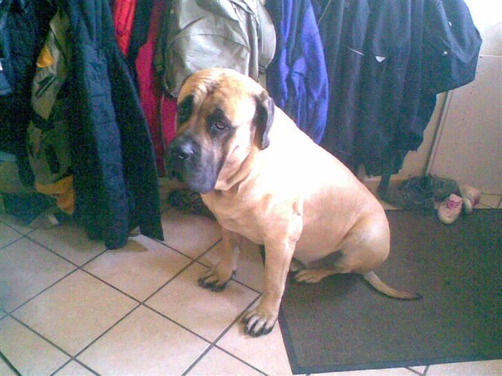 Mastiff Baloo<3 billede 15