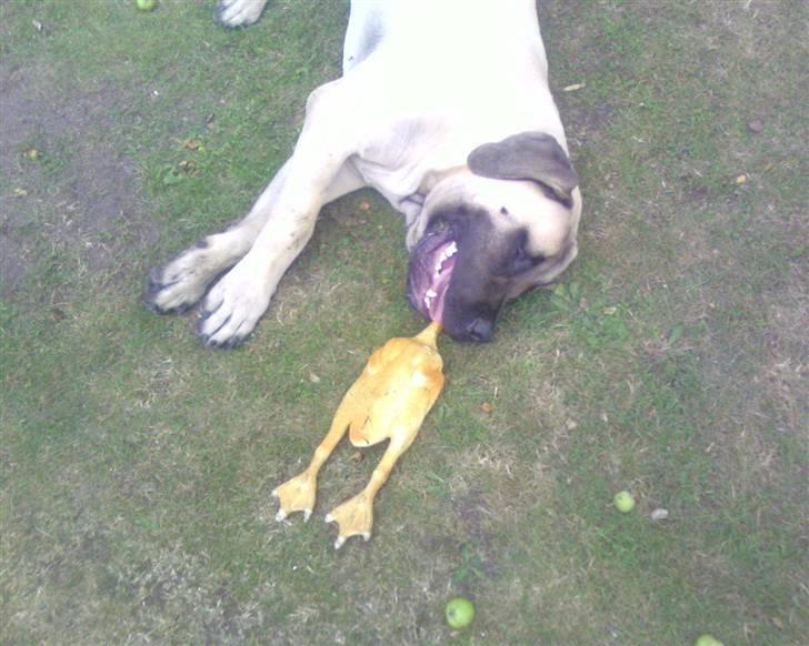 Mastiff Baloo<3 billede 16