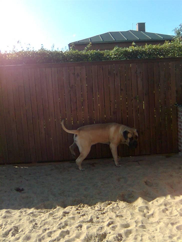 Mastiff Baloo<3 billede 17