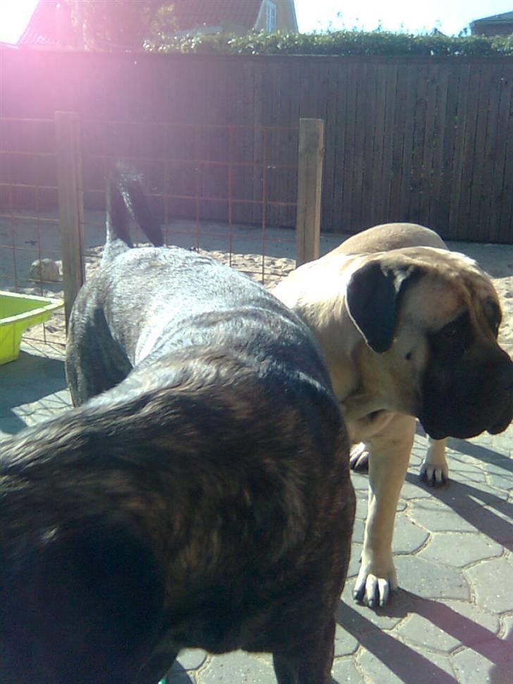 Mastiff Baloo<3 billede 18