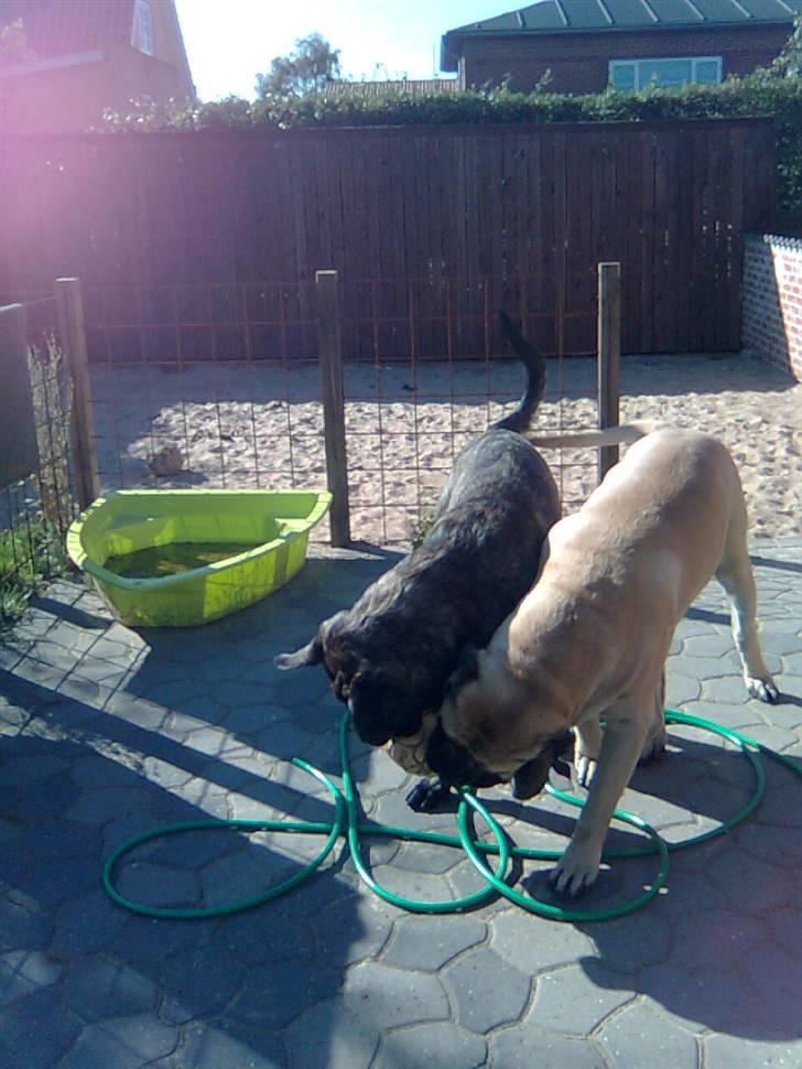 Mastiff Baloo<3 billede 19