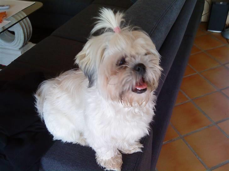 Shih tzu Bella - se, hvor smuk jeg er.. ;) billede 1