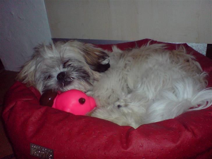 Shih tzu Bella - juleaften.. blev lige træt af alle de mennesker.. ;) billede 2