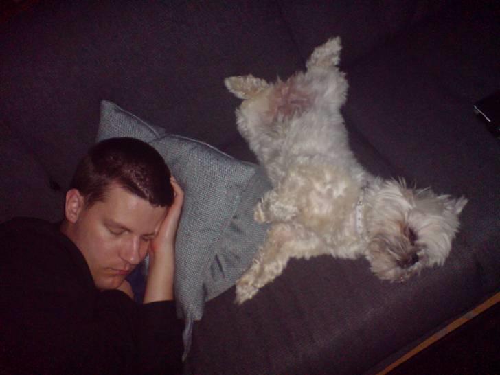 Shih tzu Bella - sådan sover vi.. billede 3