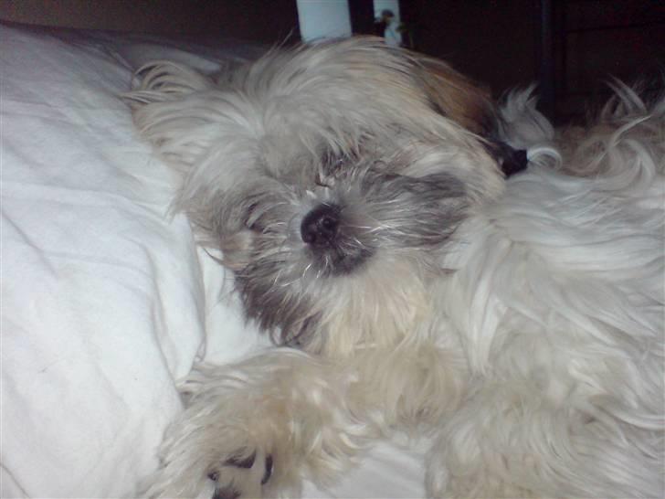 Shih tzu Bella - det er dejligt og putte på mor´s hovedpude.. billede 4