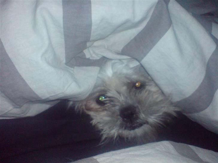 Shih tzu Bella billede 5