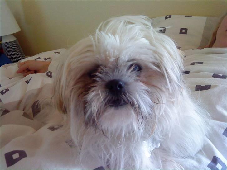 Shih tzu Bella - "morgenhår"... billede 6